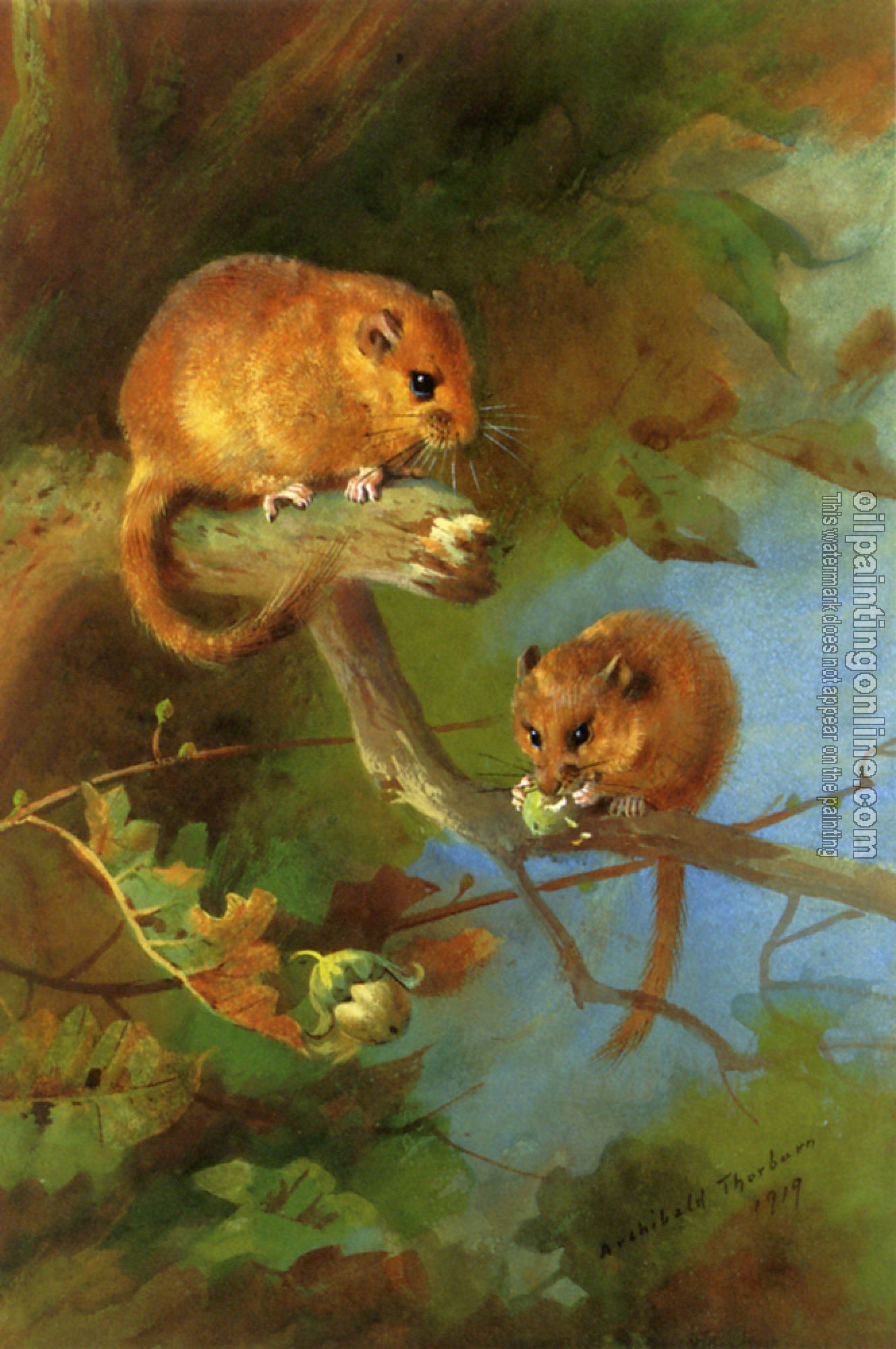 Thorburn, Archibald - Dormice